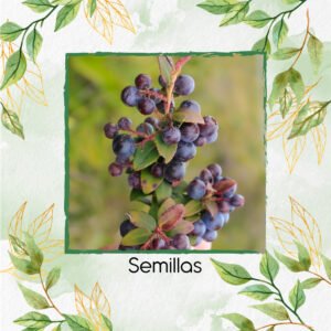 Semillas Orgánicas De Agraz