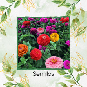 Semillas Orgánicas De Flor Zinnia De California