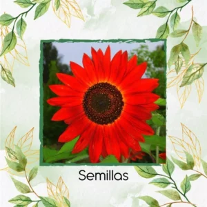 Semillas Orgánicas De Flor Girasol Rojo