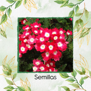 Semillas Orgánicas De Flor Verbena