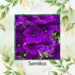 Semillas Orgánicas De Flor Petunia Azul Violeta