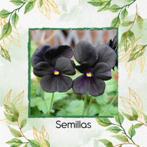 Semillas Orgánicas De Flor Pensamiento Casi Negro