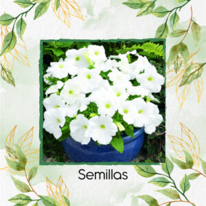 Semillas Orgánicas De Flor Petunia Enana Blanca