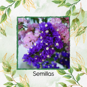 Semillas Orgánicas De Flor Statice Sinauta