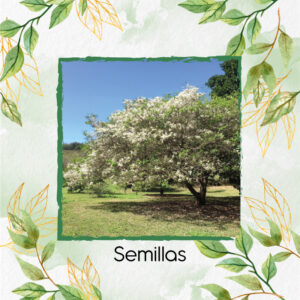 Semillas Orgánicas De Árbol Móncoro