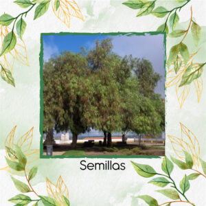Semillas Orgánicas De Árbol Falso Pimiento