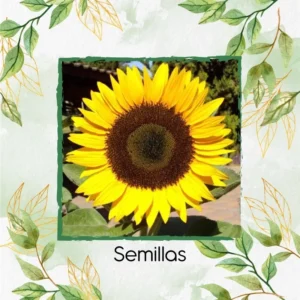 Semillas Orgánicas De Flor Girasol Domino