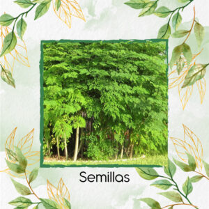 Semillas Orgánicas De Árbol Moringa