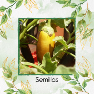 Semillas Orgánicas De Berenjena Amarilla