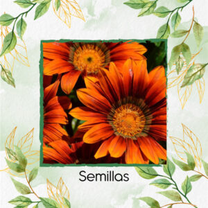 Semillas Orgánicas De Flor Girasol Mix Naranjas
