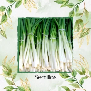 Semillas Orgánicas De Cebolla Larga Para Maceta O Huerta