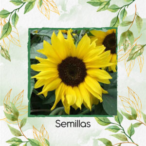Semillas Orgánicas De Flor Girasol Bambino
