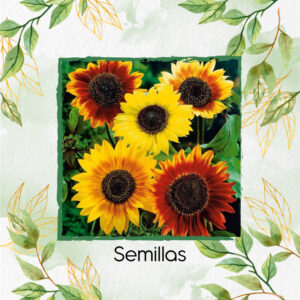 Semillas De Flor Girasol Belleza De Otoño