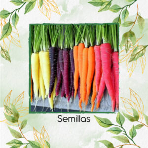 Semillas Orgánicas De Zanahoria De Colores
