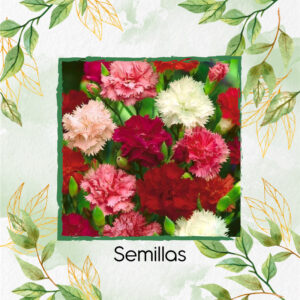 Semillas Orgánicas De Flor Clavel Chabaud