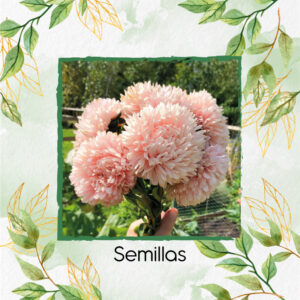 Semillas Orgánicas De Flor Aster Chino