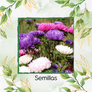 Semillas Orgánicas De Flor Aster Gigante De California