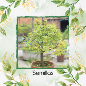 Semillas Orgánicas De Bonsái Abarco