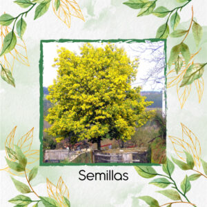 Semillas Orgánicas De Árbol Acacia Amarilla