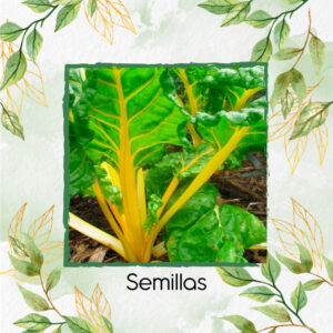 Semillas Orgánicas De Acelga Amarilla