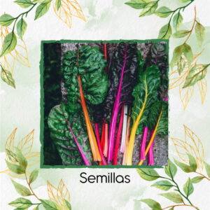 Semillas Orgánicas De Acelga Colores