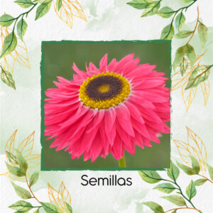 Semillas Orgánicas De Flor Acrolinio Inmortal