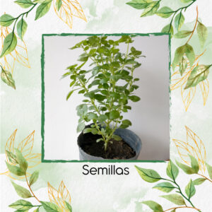 Semillas Orgánicas De Albahaca Italiana