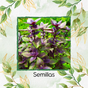 Semillas Orgánicas De Albahaca Morada En Maceta O Huerta