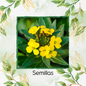 Semillas Orgánicas De Flor Alhelí Amarilla