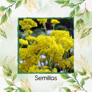 Semillas Orgánicas De Flor Aliso Amarillo
