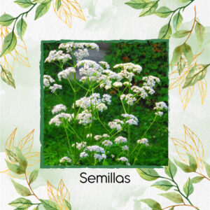 Semillas Orgánicas De Anís Pimpinela