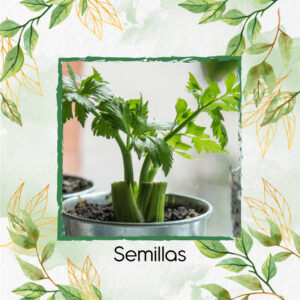 Semillas Orgánicas De Apio En Maceta O Huerta