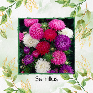 Semillas Orgánicas De Flor Aster