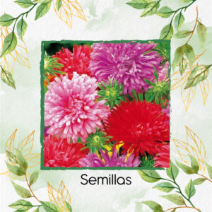 Semillas Orgánicas De Flor Aster Pluma de Avestruz