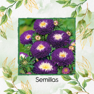 Semillas Orgánicas De Flor Aster Para Ramos