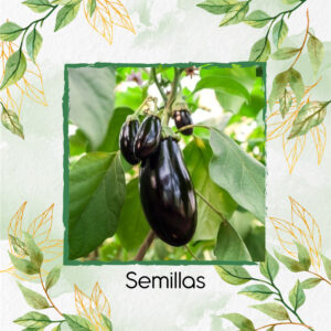 Semillas Orgánicas De Berenjena