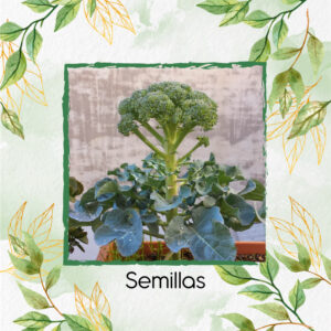 Semillas Orgánicas De Brócoli Para Maceta O Huerta