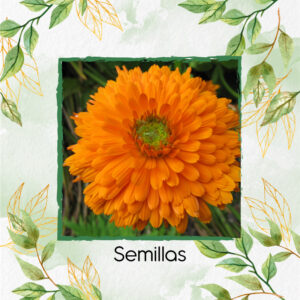 Semillas Orgánicas De Flor Caléndula Naranja