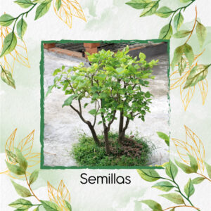 Semillas Orgánicas De Bonsái Cámbulo