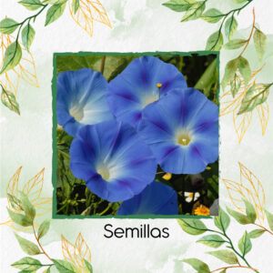 Semillas Orgánicas De Flor Campanilla Azul Cielo