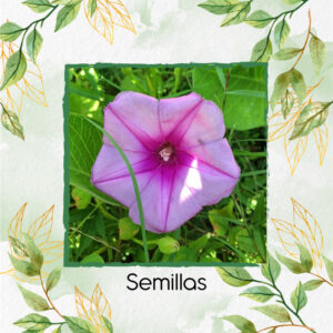 Semillas Orgánicas De Flor Campanilla Mezcla