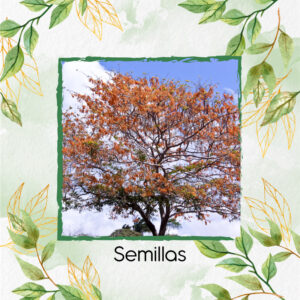 Semillas Orgánicas De Árbol Cañafistol - Llanero