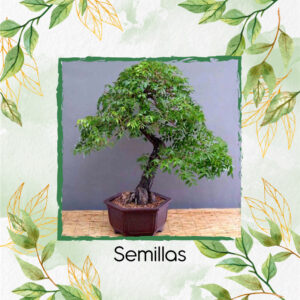 Semillas Orgánicas De Bonsái Caoba