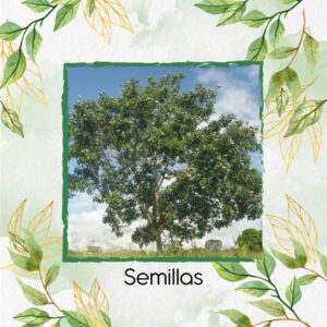 Semillas Orgánicas De Árbol Caoba