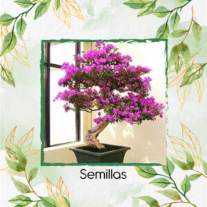 Semillas Orgánicas De Bonsái Casco De Vaca