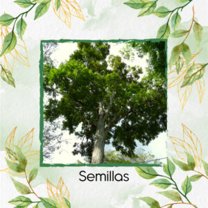 Semillas Orgánicas De Árbol Cedro Rosado