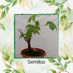 Semillas Orgánicas De Bonsái Ceiba Bonga