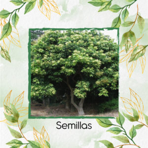 Semillas Orgánicas De Árbol Chambimbe Jaboncillo