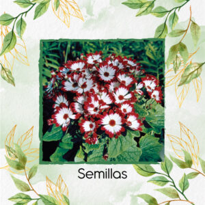 Semillas Orgánicas De Flor Cineraria