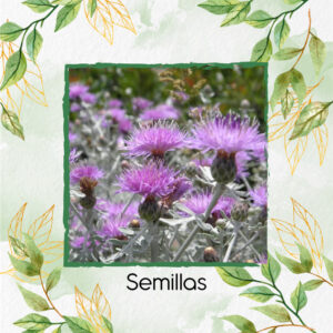 Semillas Orgánicas De Flor Cineraria Marítima
